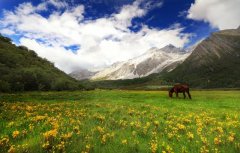 成都租車(chē)旅游去拉薩