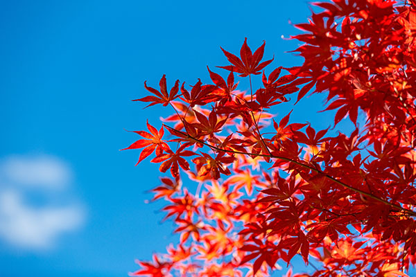 成都租車(chē)看紅葉，最全紅葉觀賞大全獻(xiàn)給你